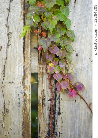 Clear ivy B Clear ivy B 12284209