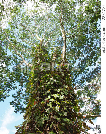 Towering big trees on the island of Hawaii 12284283