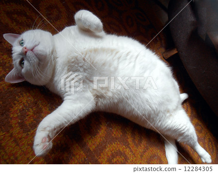 White cat White cat 12284305