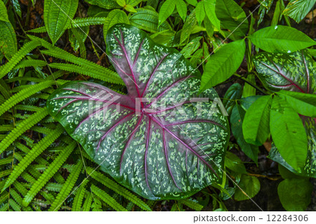 Big leaf in the jungle Big leaf in the jungle 12284306