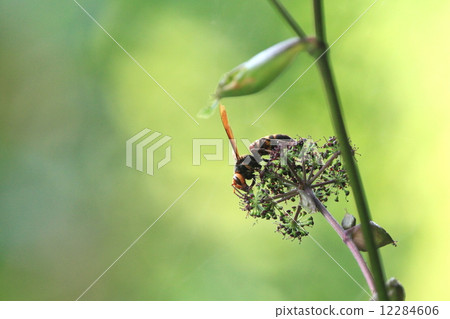 Living thing Insect Beetle is a name big name, "Hime", but it is the second largest wasp next to the bluefin tuna. I will fly like clinging to humans, but personality seems to be quiet Living thing Insect Beetle is a name big name, "Hime", but it is the second largest wasp next to the bluefin tuna. I will fly like clinging to humans, but personality seems to be quiet 12284606