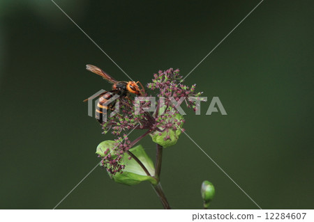 The living thing insects are good, the black of the buttocks is characterized. It is a beautiful bee when looking at nearby but it looks darker when flying 12284607