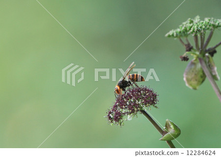 Living thing insects Cogoth bees, hornet wasps which are smaller than the beetle. The appearance is exactly like the bean-eyed biceps ② Living thing insects Cogoth bees, hornet wasps which are smaller than the beetle. The appearance is exactly like the bean-eyed biceps ② 12284624