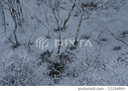 Snow scene Snow scene 12284664