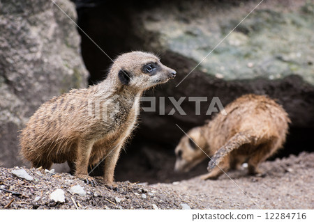 Pair of Meerkats (Suricata suricatta) 12284716