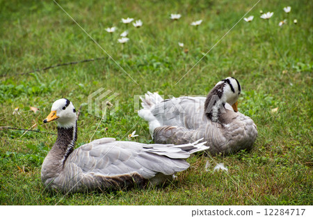 The Bar-headed goose (Anser indicus) The Bar-headed goose (Anser indicus) 12284717