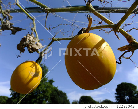 pumpkin pumpkin 12285042