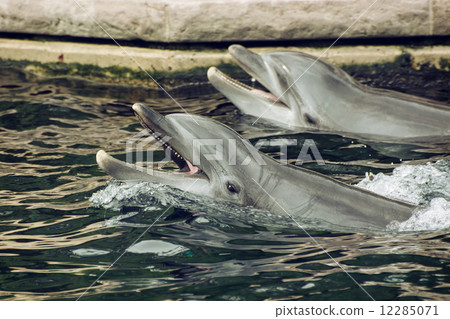 Two Bottlenose dolphins in the water Two Bottlenose dolphins in the water 12285071