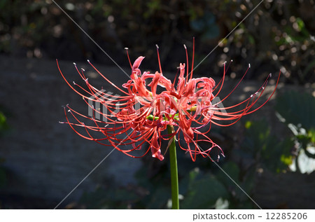 Higanbana (cluster amaryllis) Higanbana (cluster amaryllis) 12285206