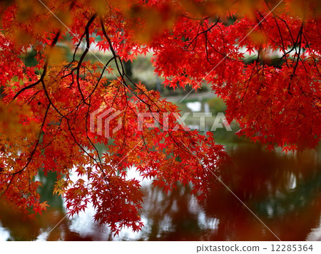 Autumn leaves of Lake Kameyama Photo 12285364
