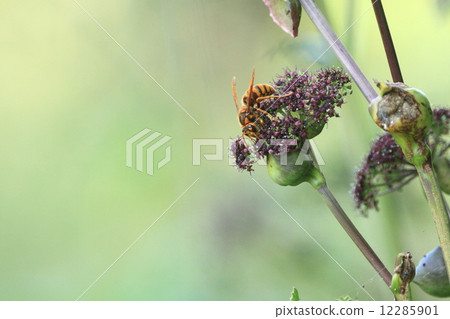 Living things Insects Kiroshwa, the nest seems to be the target of the beetlepin 12285901