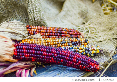 indian decorative corn on farm display 12286208