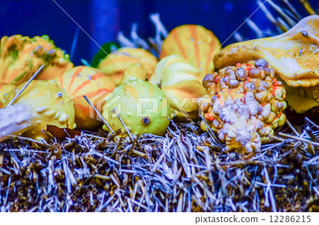 pumpkins decorations pumpkins decorations 12286215