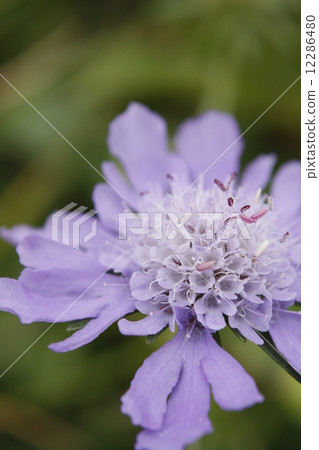 Takane buruma Takane buruma 12286480