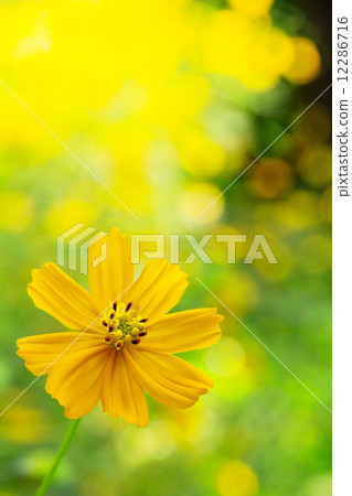 mexican sunflower weed mexican sunflower weed 12286716