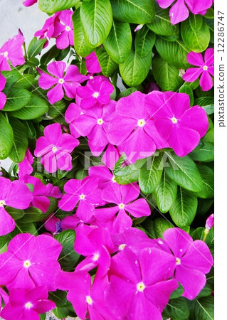 Daily grass series · purple Daily grass series · purple 12286747