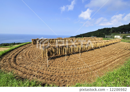 水稻梯田 水稻梯田 12286982