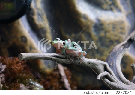 蜷縮起來 12287084