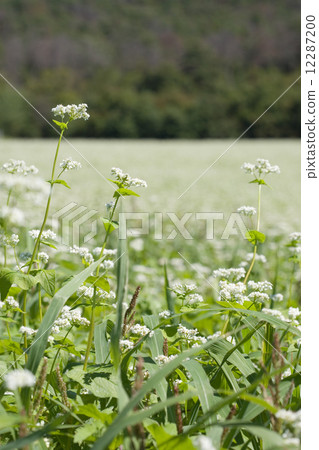 蕎麥花 12287200
