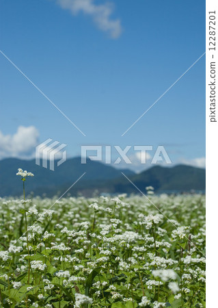 Buckwheat flowers 12287201