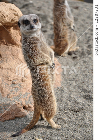 Meerkat that faces this 12287231