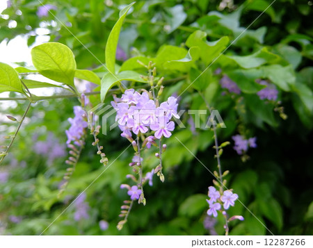 杜蘭塔花 12287266