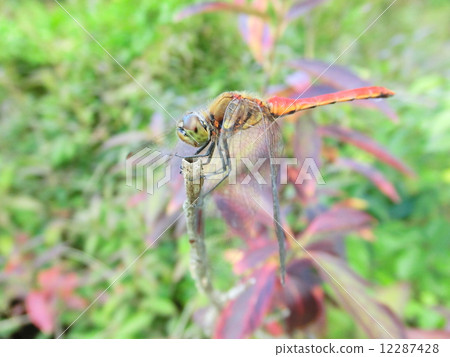 Dragonfly of late autumn Dragonfly of late autumn 12287428