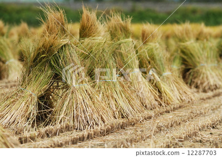 Bundled rice straw 12287703