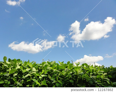 菜領域和藍天 菜領域和藍天 12287802