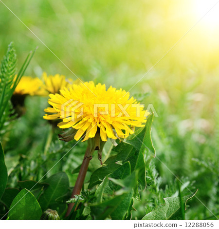 dandelions on a green meadow dandelions on a green meadow 12288056