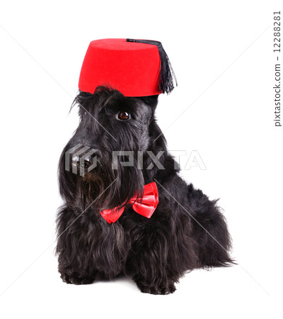 Scotch terrier 12288281