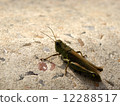 Locust  12288517