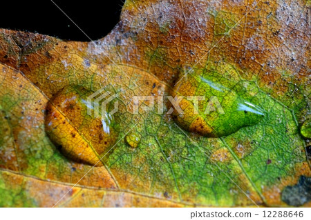 Autumn leaves floating on water Floating Autumn leaf Autumn leaves floating on water Floating Autumn leaf 12288646