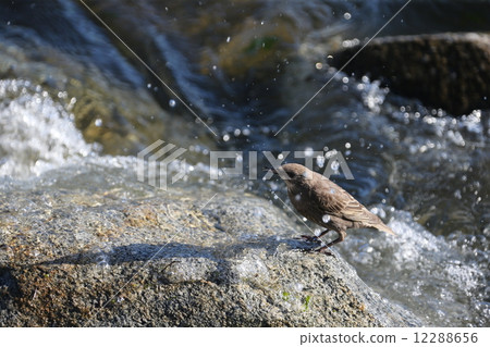 A waterside bird = Bird next to water 12288656