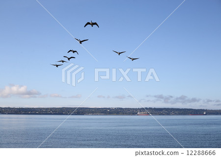 加拿大槍組飛行 - 飛行與小組的Canadageese 12288666