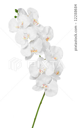 White orchid White orchid 12288684