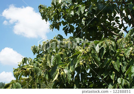 Kanryenboku Kanryenboku 12288851