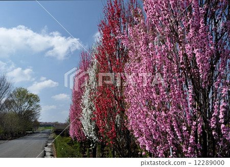 Flower peach Flower peach 12289000