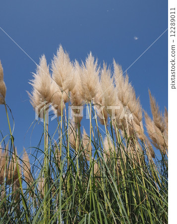 Panpasugurasu 12289011