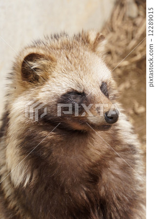 Hondo Tanuki 12289015