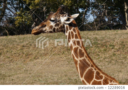 Reticulated giraffe 12289016