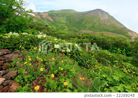 Alpine plant community around Utaki · Shino-Ono pond and Tokagake 12289248