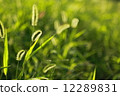 Cat slang 12289831