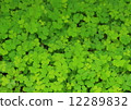 Clover 12289832