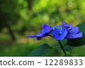  Gaku hydrangea 12289833