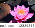 Lotus 12289835
