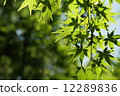 Spring Maple 12289836
