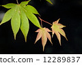 Before autumn leaves 12289837