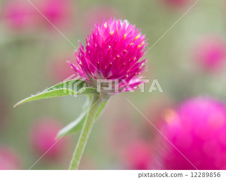 Red crimson red flower (bract) Red crimson red flower (bract) 12289856