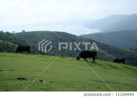 Oki島，牛 12289999